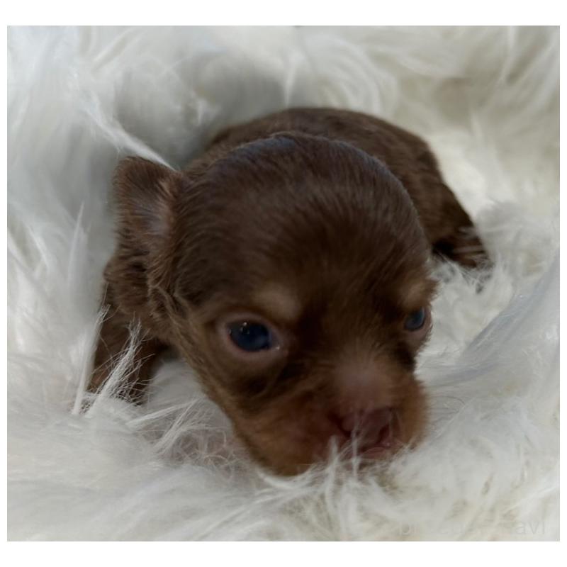 販売中の愛媛県のチワワ(ロングコート)-451730の4枚目