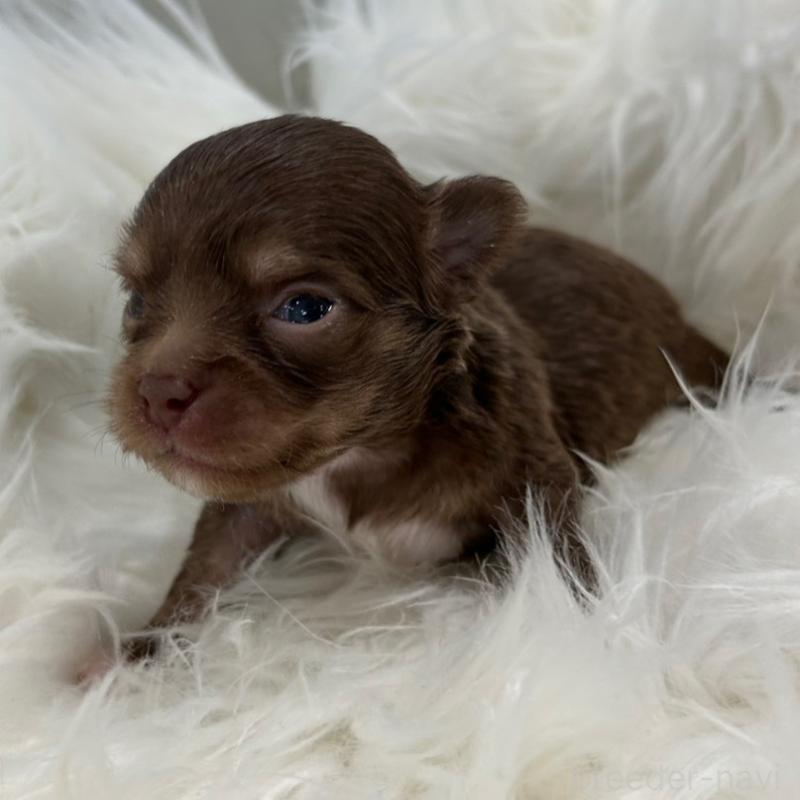 販売中の愛媛県のチワワ(ロングコート)-451730の3枚目