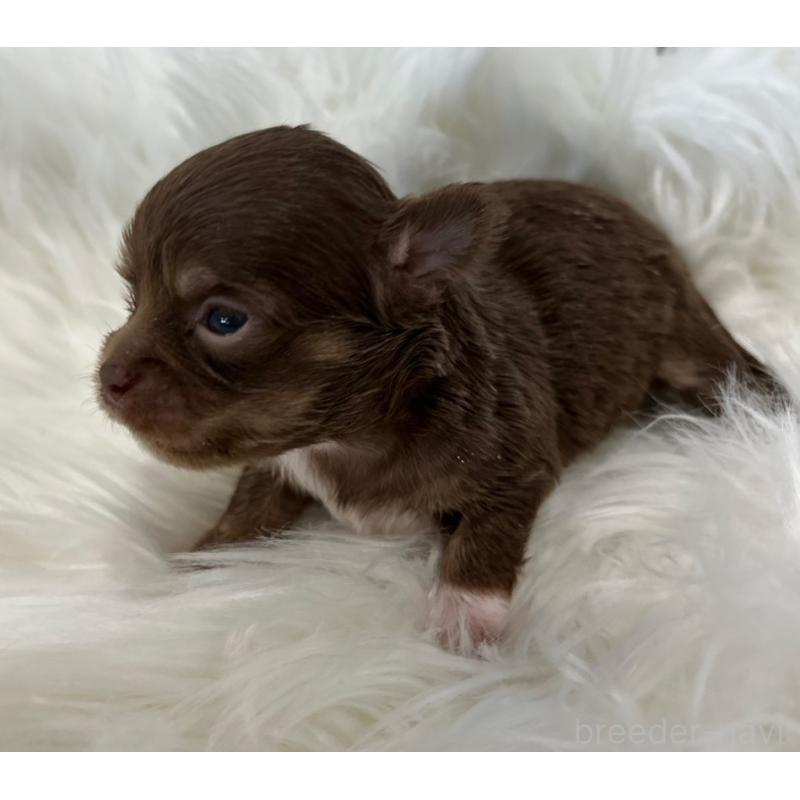 販売中の愛媛県のチワワ(ロングコート)-451730の2枚目