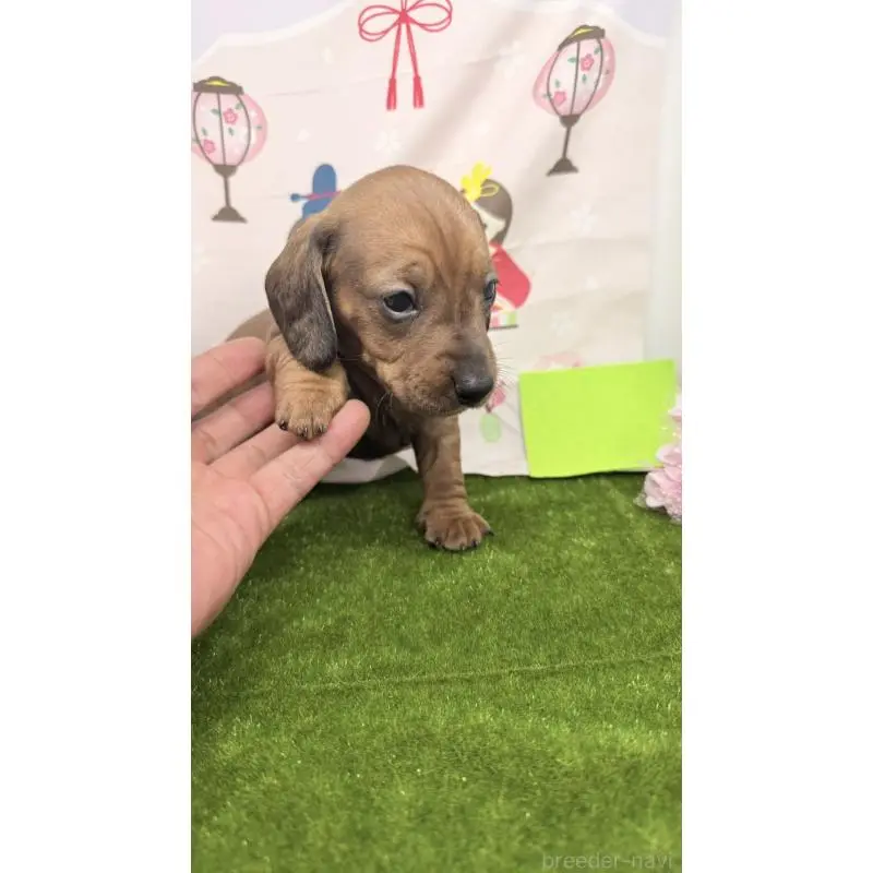 販売中の千葉県のミニチュアダックスフンド(スムースヘアード)-451725の5枚目