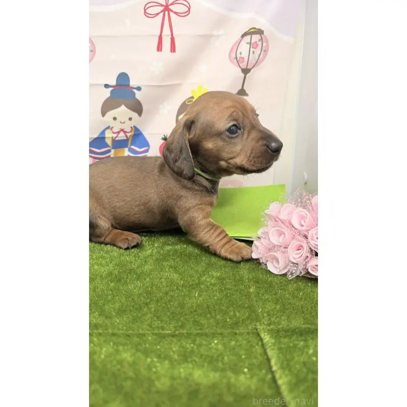 販売中の千葉県のミニチュアダックスフンド(スムースヘアード)-451725の4枚目