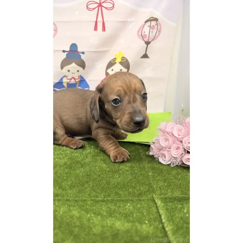 販売中の千葉県のミニチュアダックスフンド(スムースヘアード)-451725の3枚目