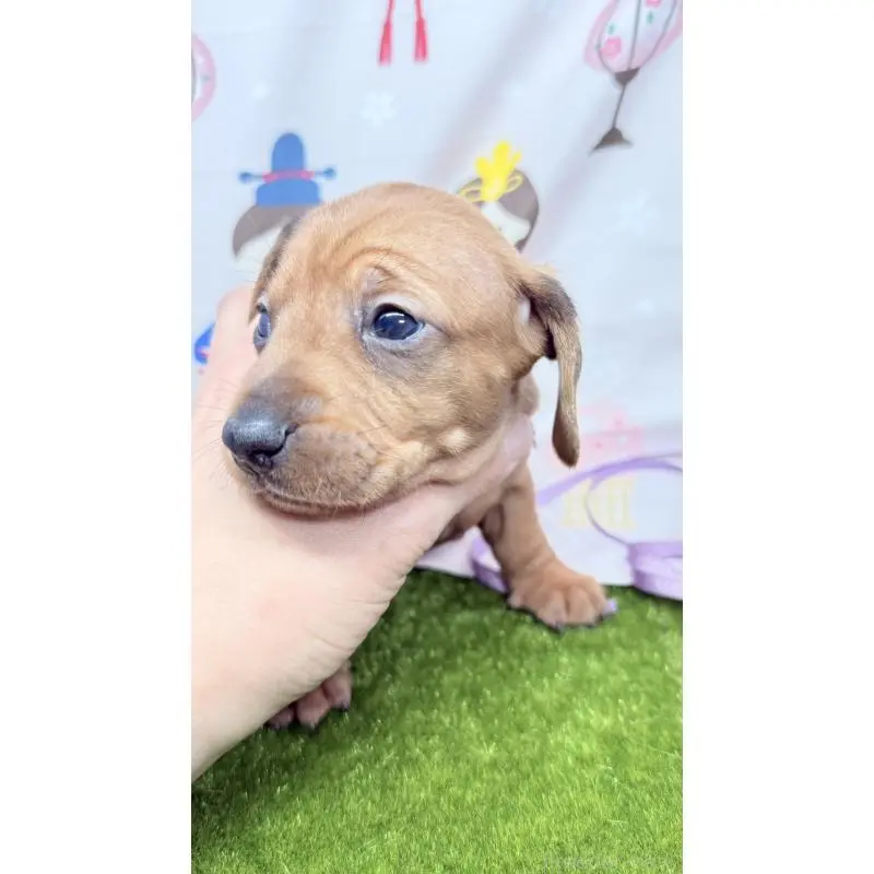 販売中の千葉県のミニチュアダックスフンド(スムースヘアード)-451728の6枚目