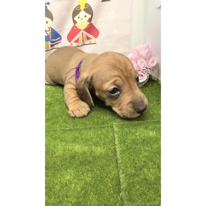 販売中の千葉県のミニチュアダックスフンド(スムースヘアード)-451728の5枚目