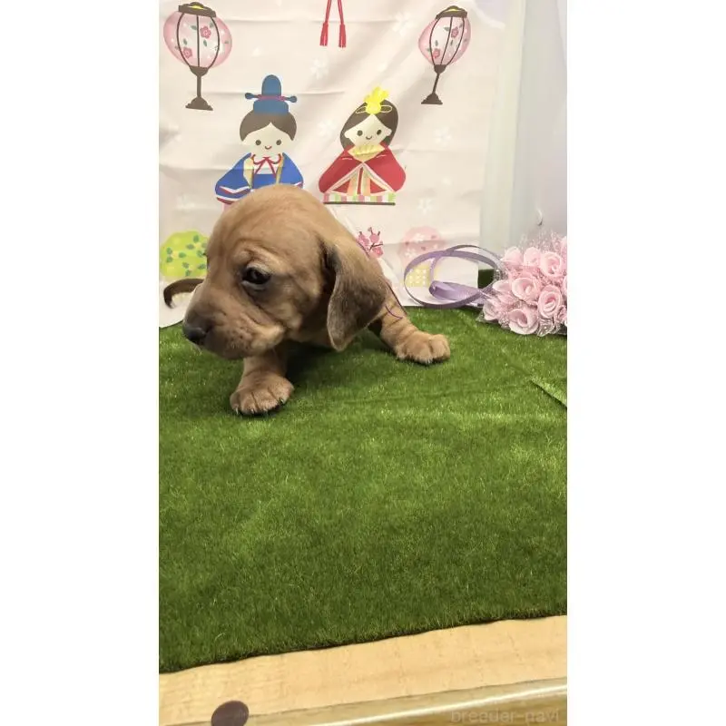 販売中の千葉県のミニチュアダックスフンド(スムースヘアード)-451728の3枚目