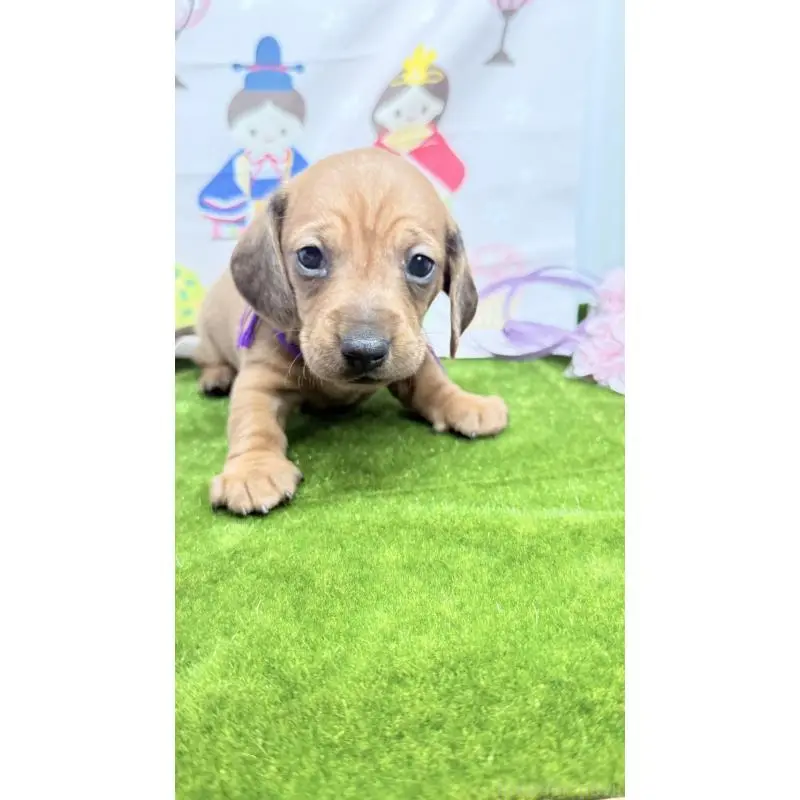 販売中の千葉県のミニチュアダックスフンド(スムースヘアード)-451728の2枚目