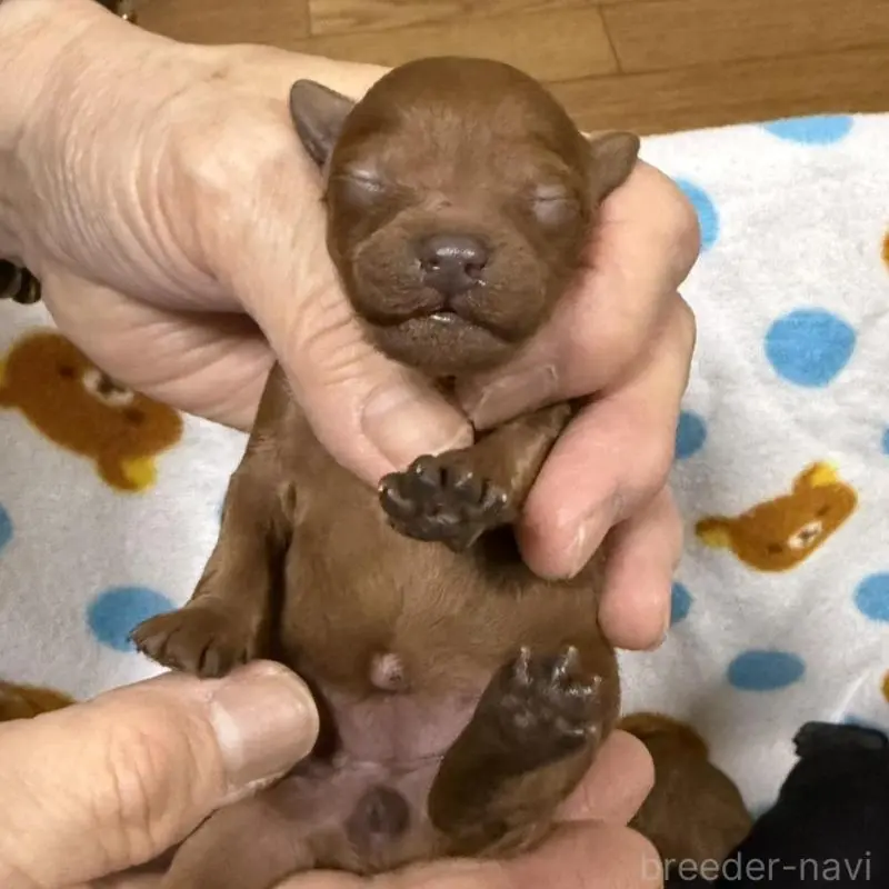 販売中の和歌山県のトイプードル-451727