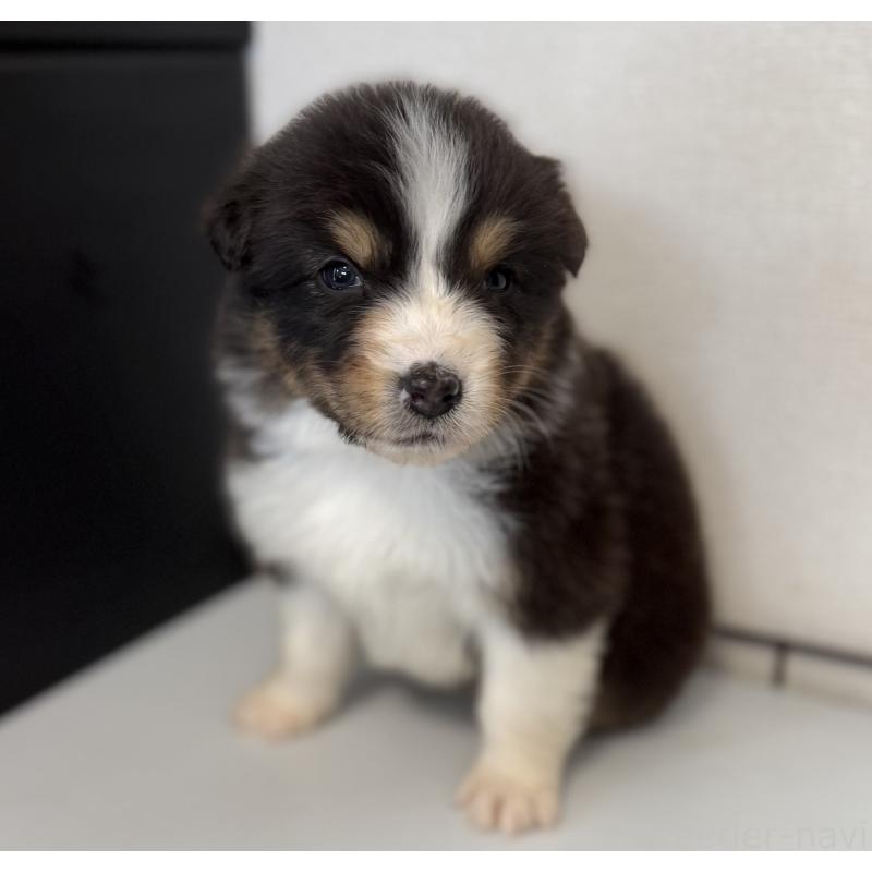 販売中の山梨県のオーストラリアンシェパード-444633