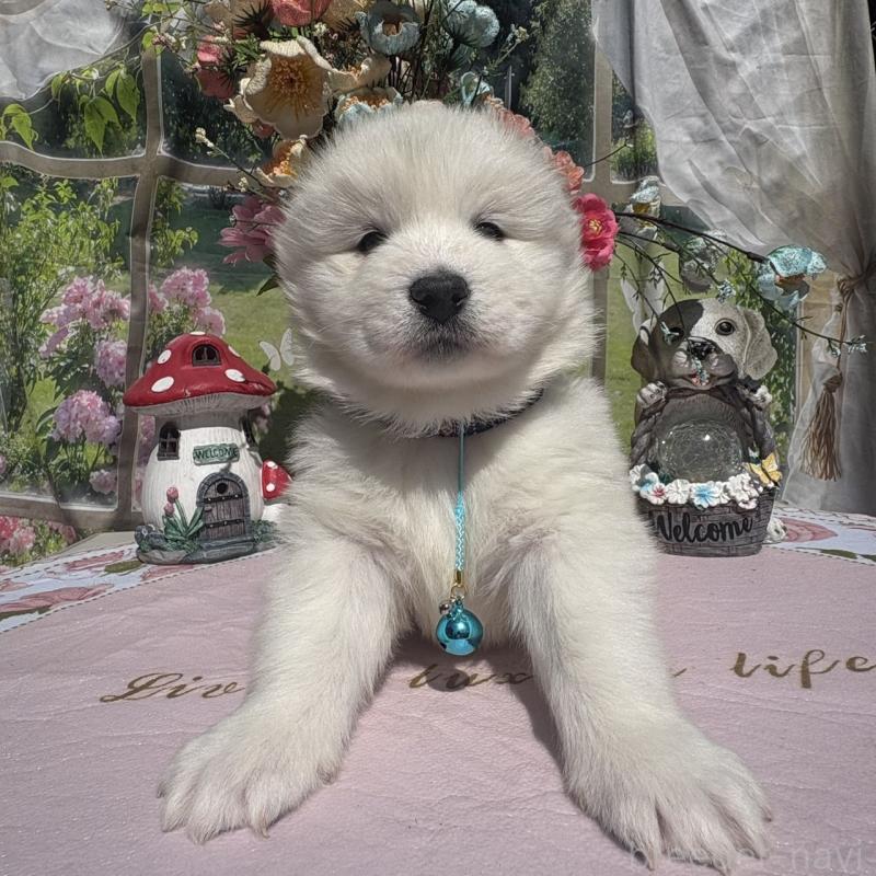 販売中の山梨県のサモエド-449324