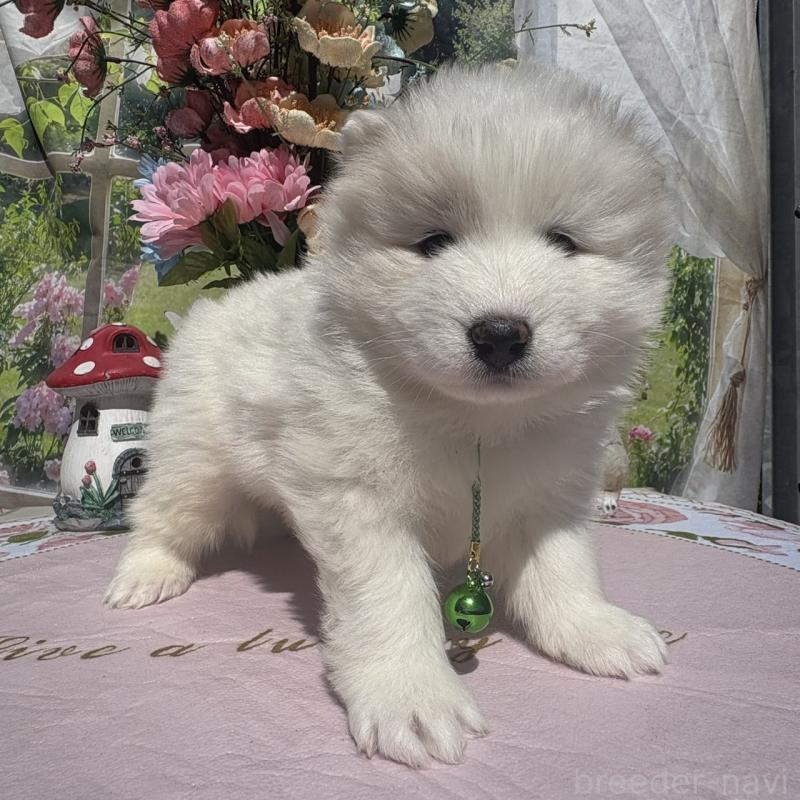 販売中の山梨県のサモエド-449332