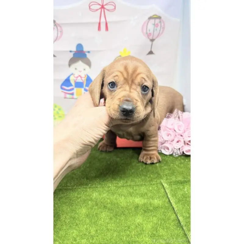 販売中の千葉県のミニチュアダックスフンド(スムースヘアード)-451729の4枚目