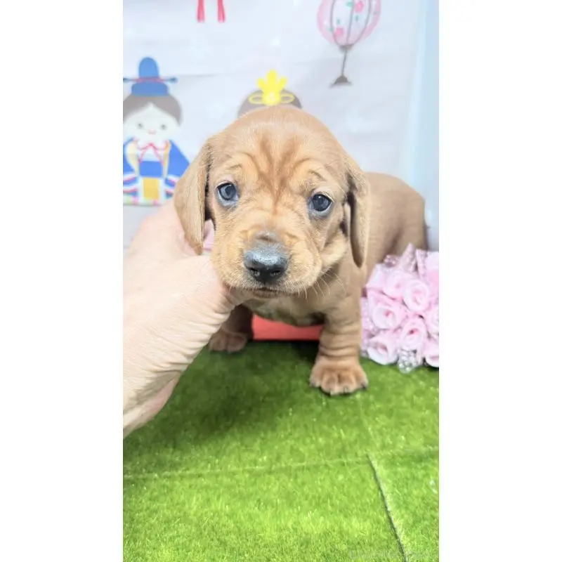 販売中の千葉県のミニチュアダックスフンド(スムースヘアード)-451729の3枚目