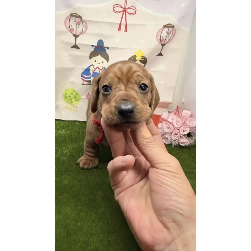 販売中の千葉県のミニチュアダックスフンド(スムースヘアード)-451729の2枚目