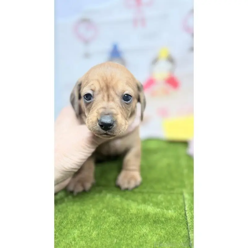 販売中の千葉県のミニチュアダックスフンド(スムースヘアード)-451732の7枚目