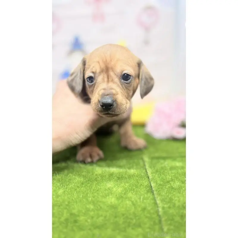 販売中の千葉県のミニチュアダックスフンド(スムースヘアード)-451732の6枚目