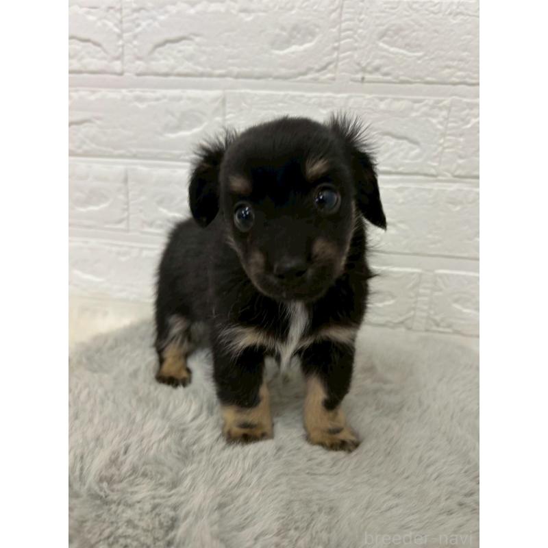 販売中の岡山県のチワックス:チワワ×ミニチュアダックスフンド-451731の10枚目