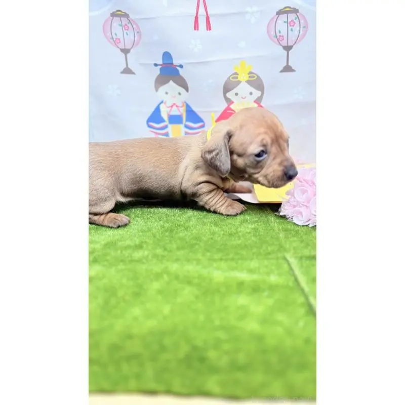 販売中の千葉県のミニチュアダックスフンド(スムースヘアード)-451732の5枚目