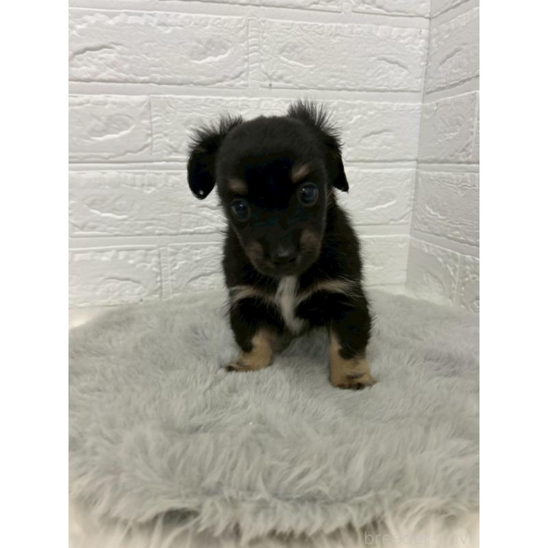 販売中の岡山県のチワックス:チワワ×ミニチュアダックスフンド-451731の7枚目