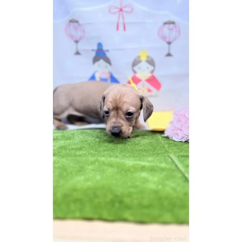 販売中の千葉県のミニチュアダックスフンド(スムースヘアード)-451732の4枚目