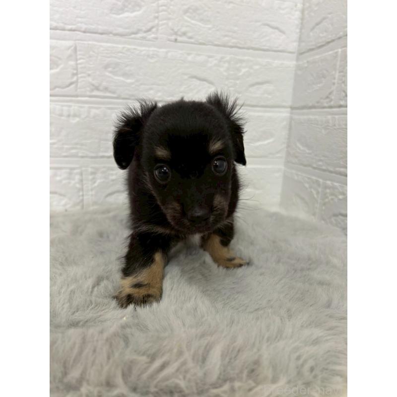 販売中の岡山県のチワックス:チワワ×ミニチュアダックスフンド-451731の6枚目