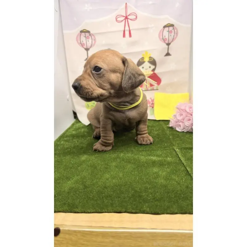 販売中の千葉県のミニチュアダックスフンド(スムースヘアード)-451732の3枚目