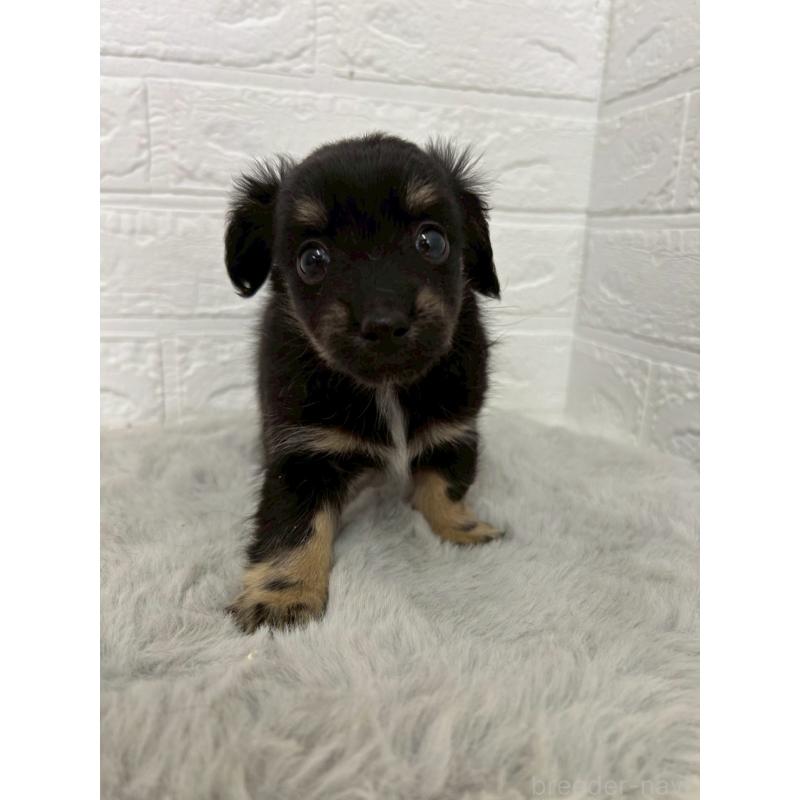 販売中の岡山県のチワックス:チワワ×ミニチュアダックスフンド-451731の5枚目