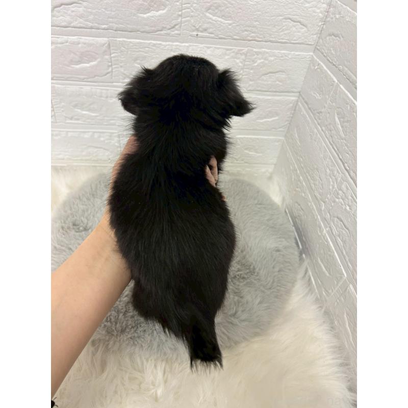 販売中の岡山県のチワックス:チワワ×ミニチュアダックスフンド-451731の4枚目