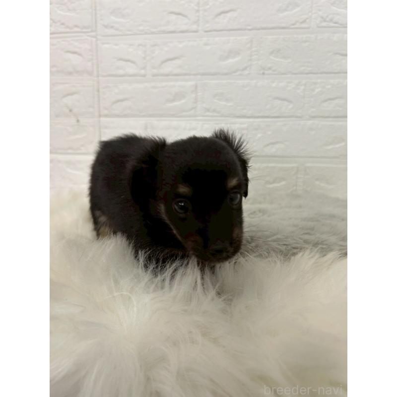 販売中の岡山県のチワックス:チワワ×ミニチュアダックスフンド-451731の2枚目