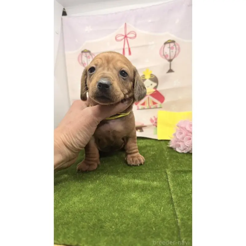 販売中の千葉県のミニチュアダックスフンド(スムースヘアード)-451732の2枚目