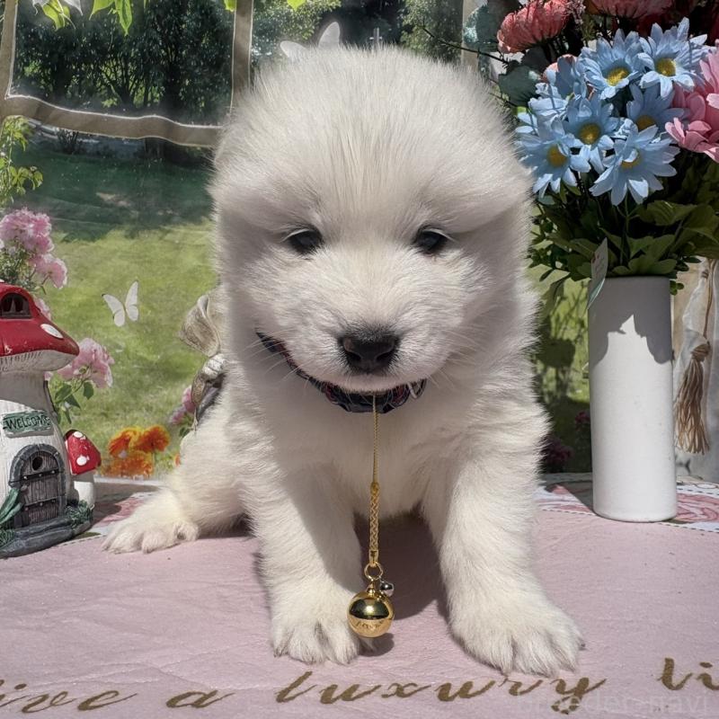 販売中の山梨県のサモエド-449330