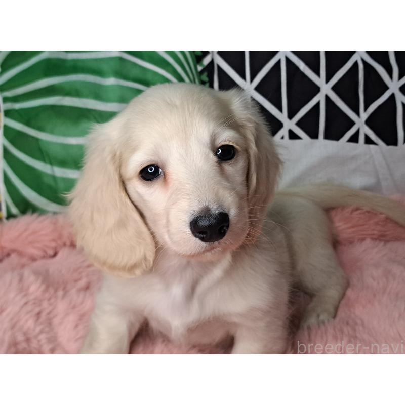 販売中の愛知県のミニチュアダックスフンド(ロングヘアード)-445005の10枚目