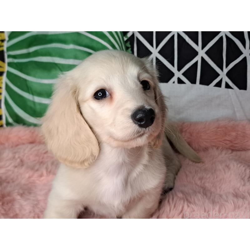 販売中の愛知県のミニチュアダックスフンド(ロングヘアード)-445005の9枚目