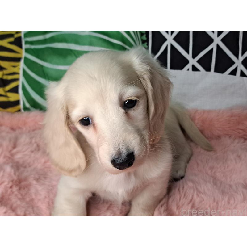 販売中の愛知県のミニチュアダックスフンド(ロングヘアード)-445005の7枚目