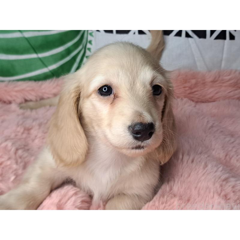 成約済の愛知県のミニチュアダックスフンド(ロングヘアード)-445006の5枚目