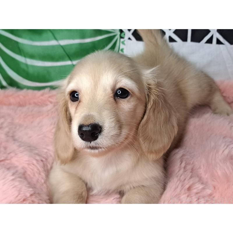 成約済の愛知県のミニチュアダックスフンド(ロングヘアード)-445006の4枚目