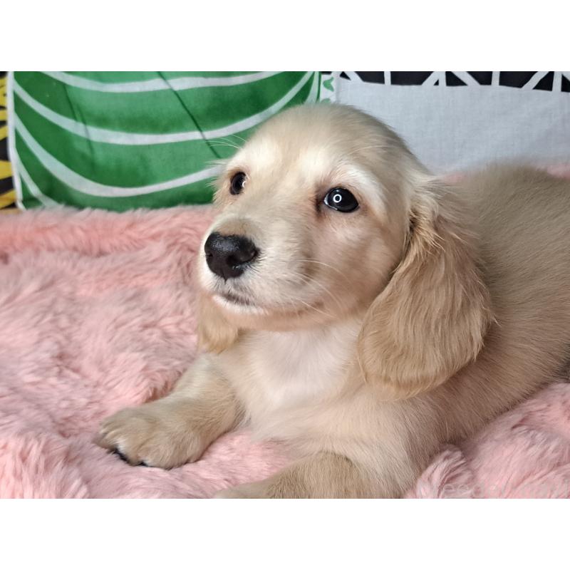 販売中の愛知県のミニチュアダックスフンド(ロングヘアード)-445006