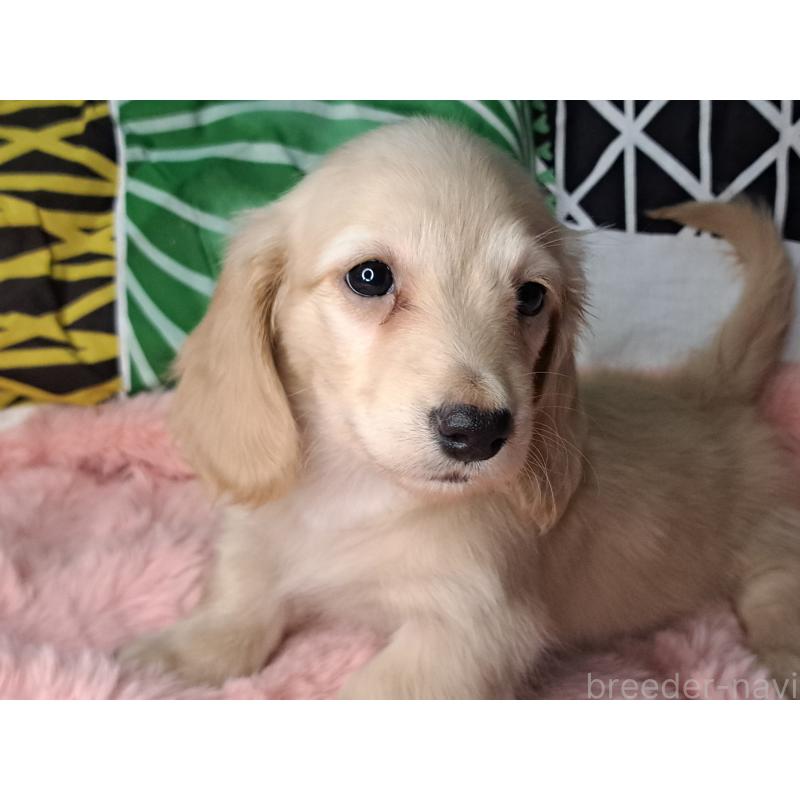 成約済の愛知県のミニチュアダックスフンド(ロングヘアード)-445006の3枚目