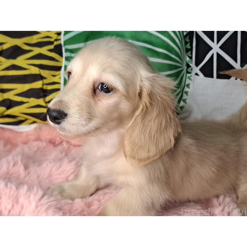 成約済の愛知県のミニチュアダックスフンド(ロングヘアード)-445006の2枚目