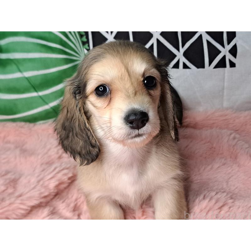 販売中の愛知県のミニチュアダックスフンド(ロングヘアード)-445004の11枚目