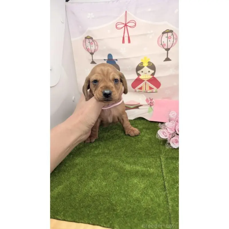 販売中の千葉県のミニチュアダックスフンド(スムースヘアード)-451734の5枚目