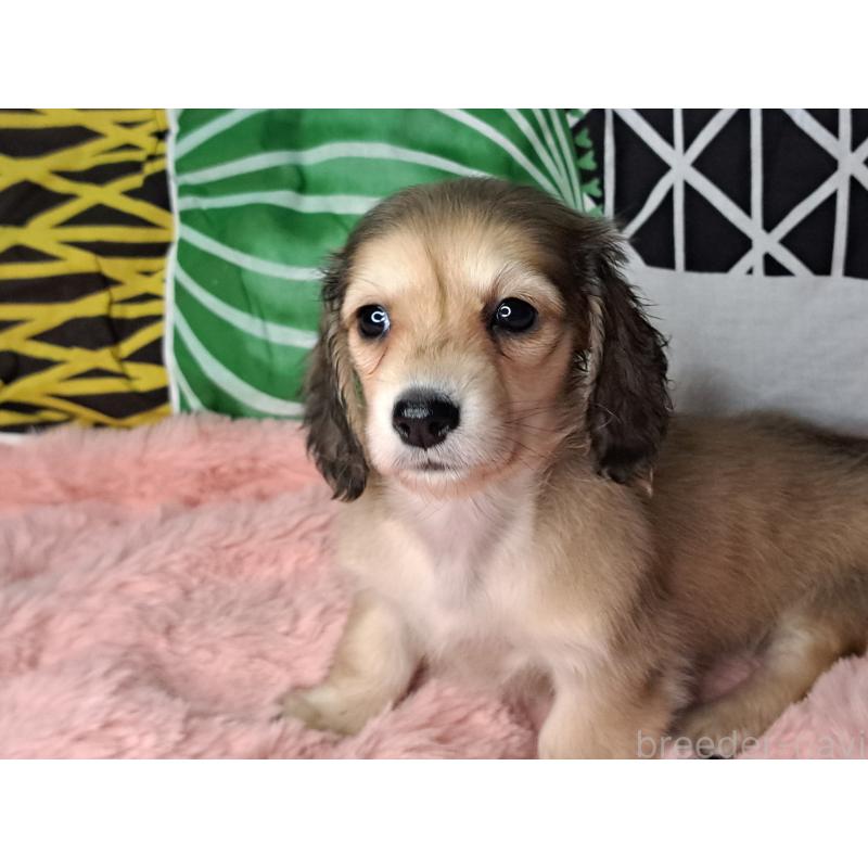 販売中の愛知県のミニチュアダックスフンド(ロングヘアード)-445004