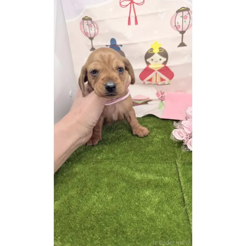 販売中の千葉県のミニチュアダックスフンド(スムースヘアード)-451734の4枚目