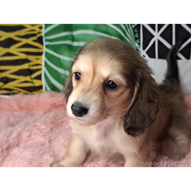 販売中の愛知県のミニチュアダックスフンド(ロングヘアード)-445004の8枚目