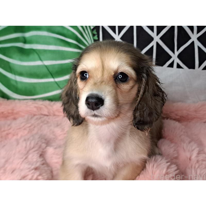 販売中の愛知県のミニチュアダックスフンド(ロングヘアード)-445004の7枚目