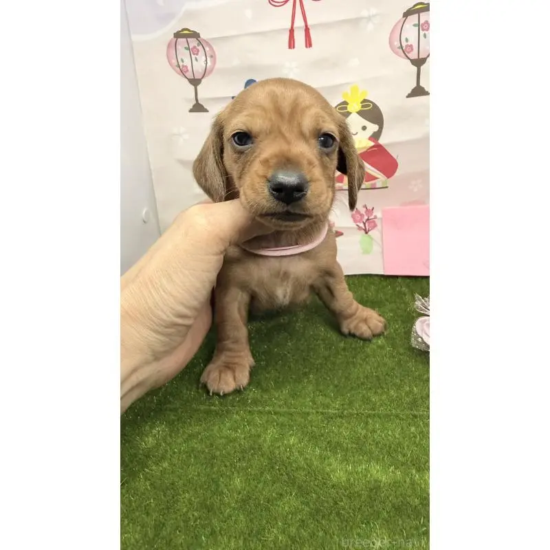 販売中の千葉県のミニチュアダックスフンド(スムースヘアード)-451734の2枚目