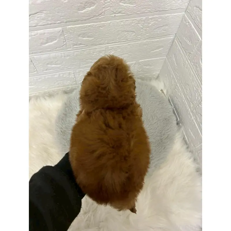 販売中の岡山県のタイニープードル-451733の9枚目