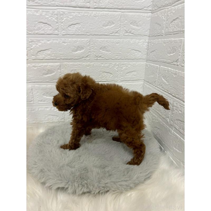 販売中の岡山県のタイニープードル-451733の7枚目