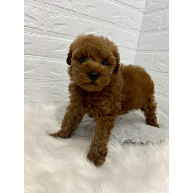 販売中の岡山県のタイニープードル-451733の8枚目