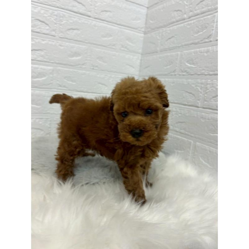 販売中の岡山県のタイニープードル-451733の6枚目