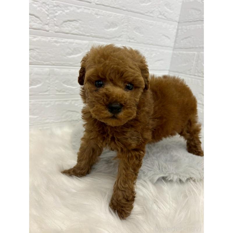 販売中の岡山県のタイニープードル-451733の5枚目